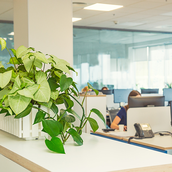 Office plant in a bright and positive workplace