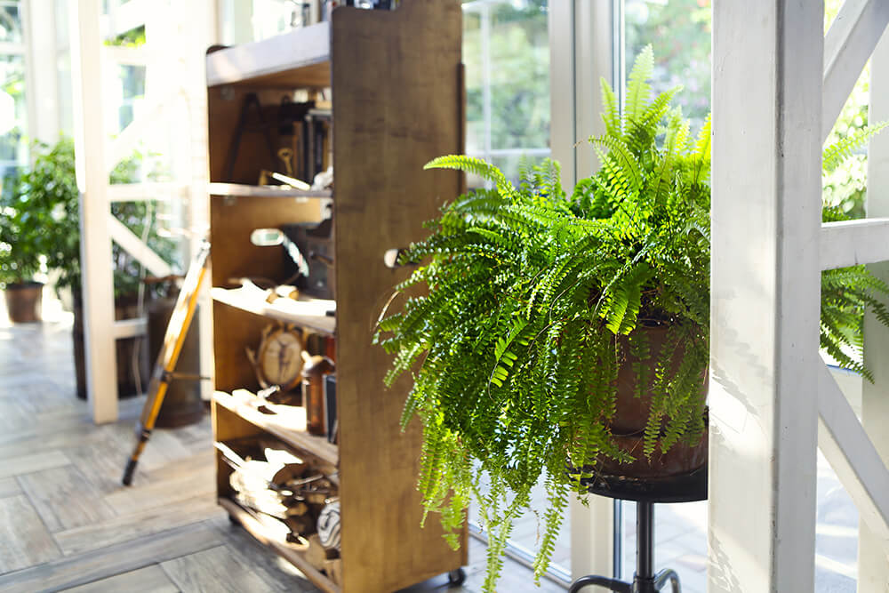 Indoor plant displayed beside a wooden shelf